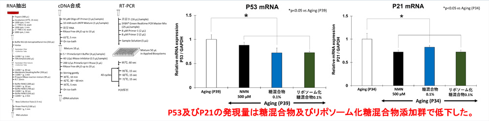 qRT-PCR による老化マーカー P53 及び P21 の発現量解析