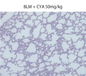 BLM＋CYA 50mg/kg