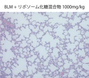 BLM+リポソーム化糖混合物 1000mg/kg